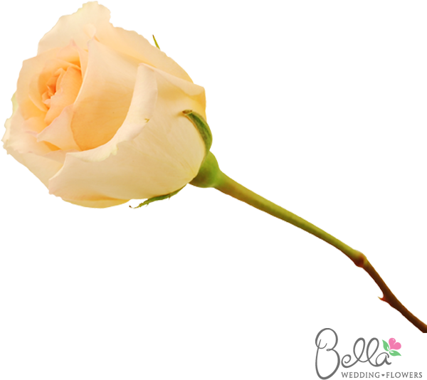 Versilia Are A Gorgeous Variety Of Peach Rose And One - Wedding (600x567), Png Download