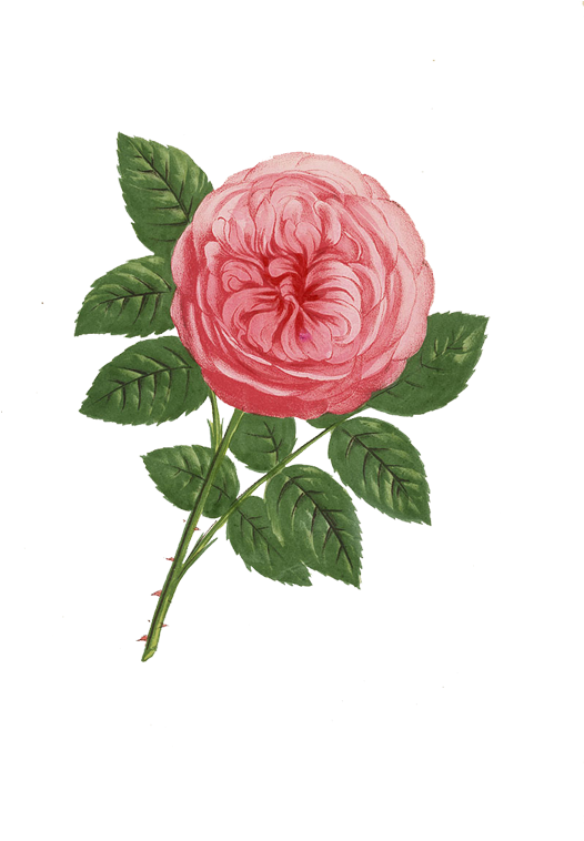 Pin By Lora Wise On Transparent Flowers - Giclee Painting: Grobon's Anna De Diesbach Rose, Hybrid, (525x800), Png Download