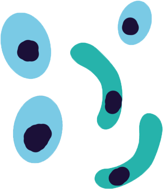 Plasmodium Falciparum Antibodies - Plasmodium Falciparum Png (698x712), Png Download