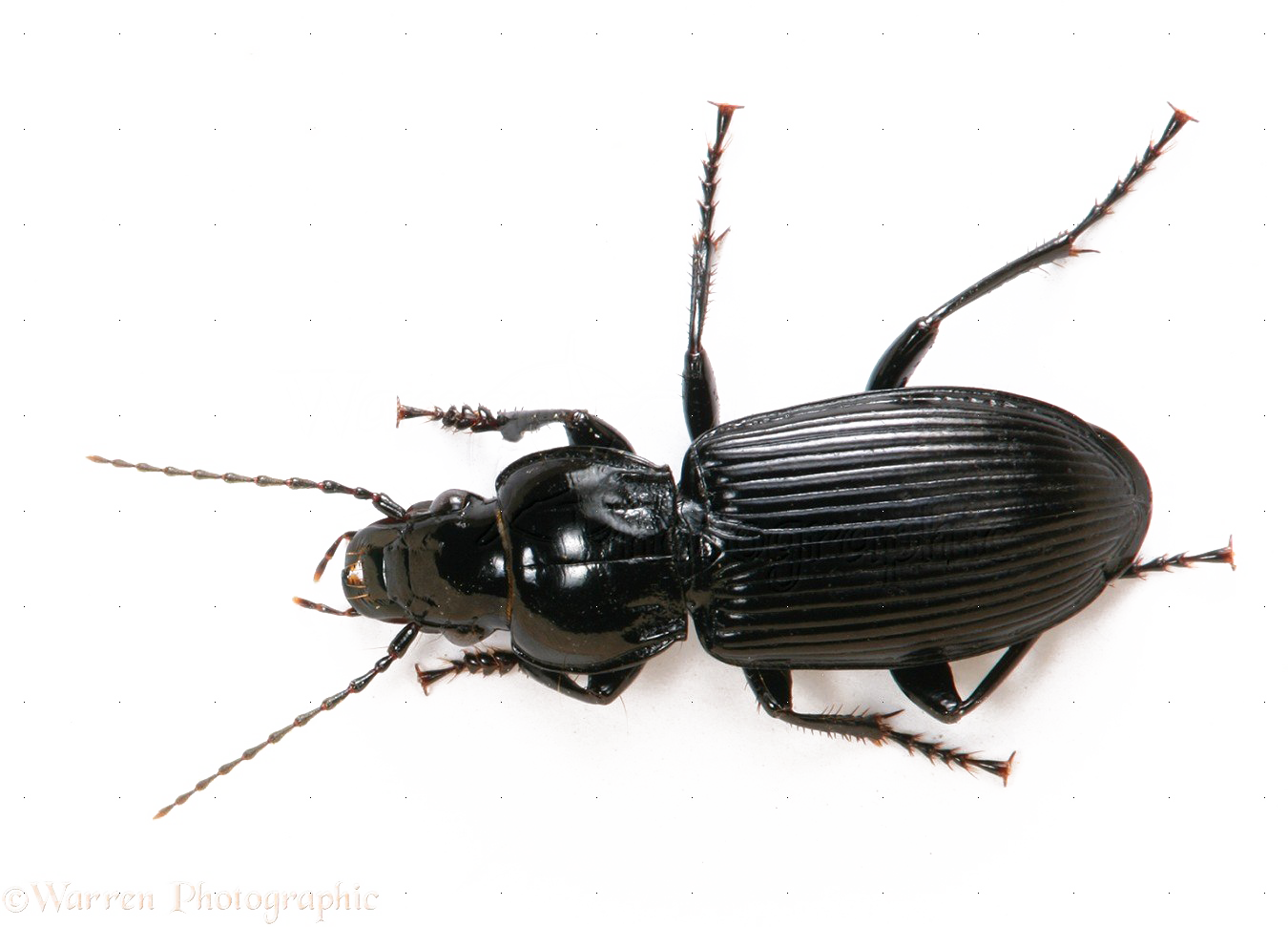 Black Beetle Png File - Black Ground Beetle Uk (1350x971), Png Download