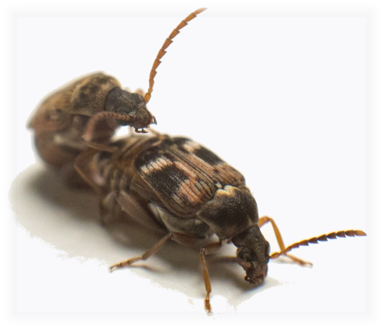 Pics\wut 6874 Copy Edited - Net-winged Insects (779x667), Png Download