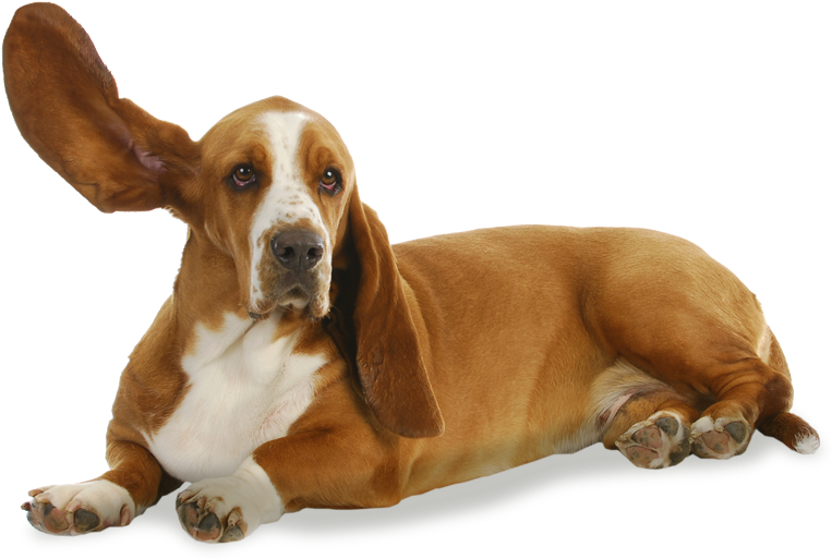 Have You Heard - Basset Hound Colores Rojo Y Blanco (800x530), Png Download