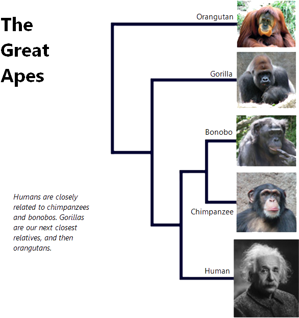 The Great Apes - Phylogenetic Tree For Great Apes (594x636), Png Download