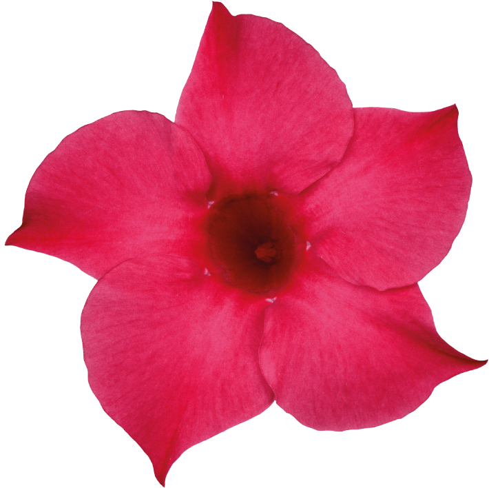 Sundaville Pink - Rocktrumpet (871x1111), Png Download