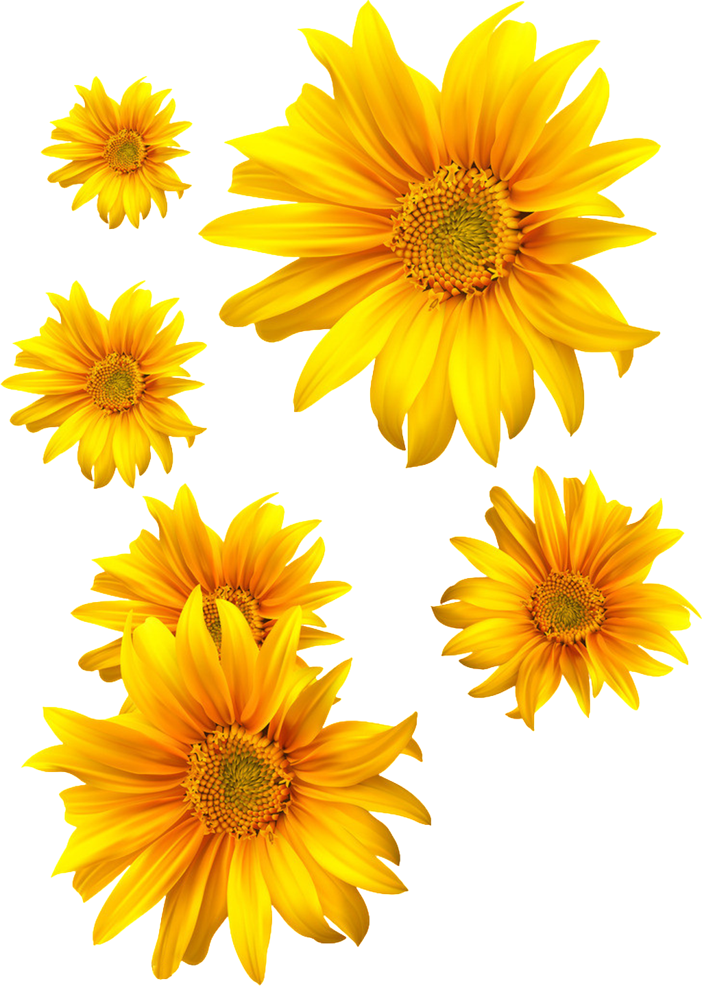 A Golden Yellow Sunflower With Transparent - 向日葵 矢量 (1024x1438), Png Download