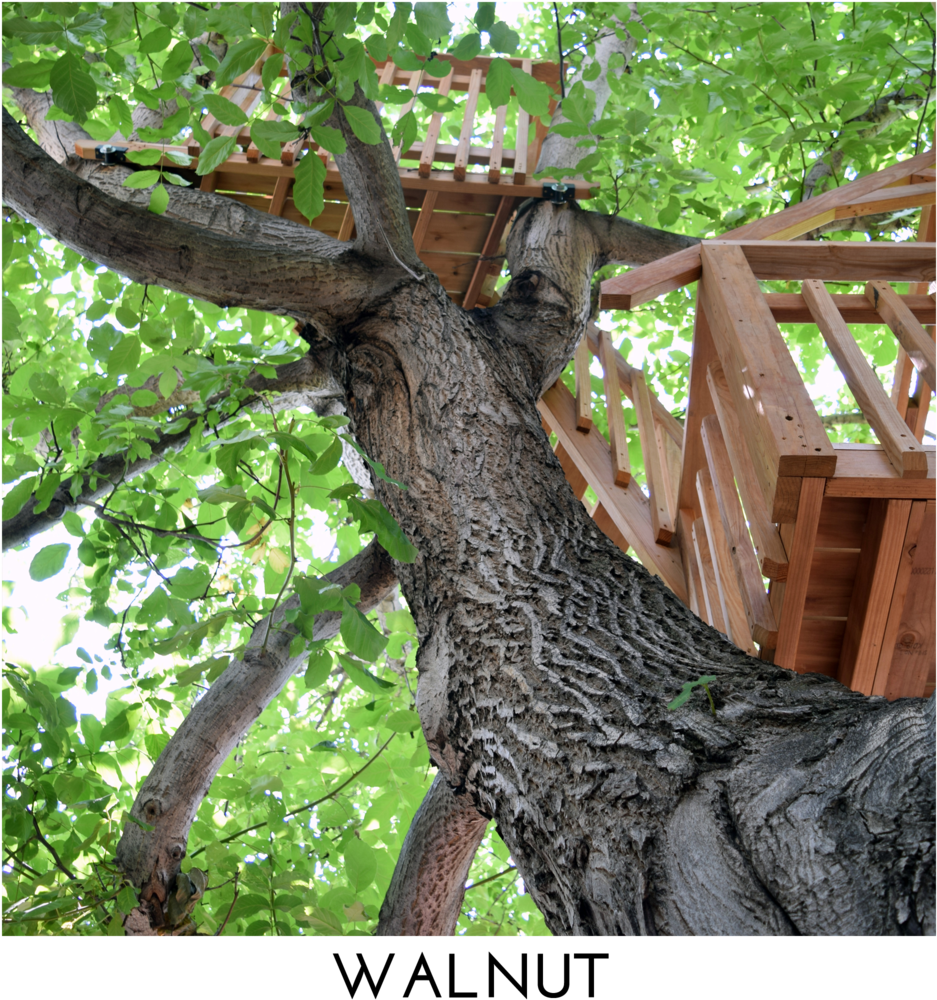 Walnut Square Title - The Walnut (1000x1000), Png Download