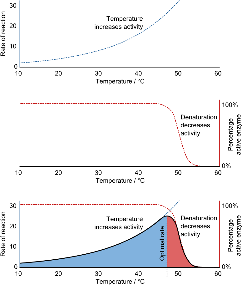 Figure \ - Effect Of Temperature On Muscle Contraction Graph (800x936), Png Download