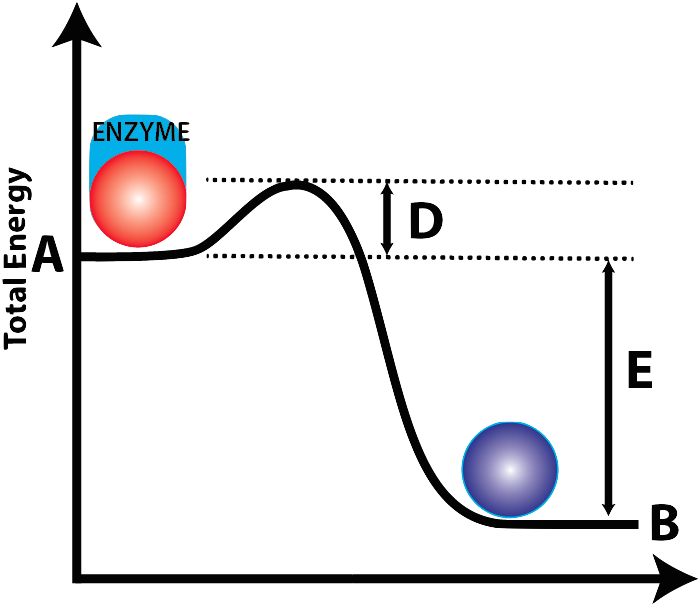 02a Activation Energy W Enzyme Lettered - Hidden Hunger Fertiliser Or Nutrient Supply (741x615), Png Download