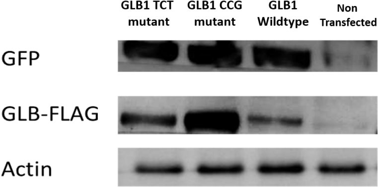 As Such, Any Change In Apparent Enzymatic Activity - Monochrome (800x410), Png Download