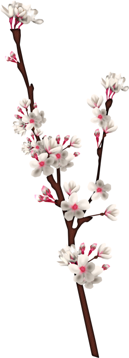 Cherry Blossom (606x858), Png Download
