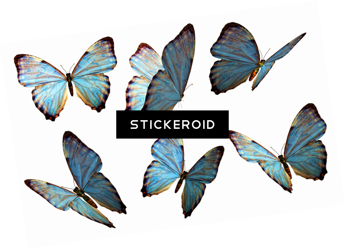 Butterflies - Floating Butterflies Png Transparent (1104x796), Png Download