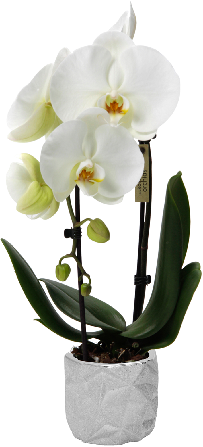 Flower - Acana Heritage Puppy & Junior (983x2084), Png Download