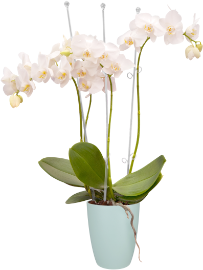 Home > Collection > Brussels Orchid High - Elho Brussels Orchid High 12,5cm Transparent Planters (750x750), Png Download