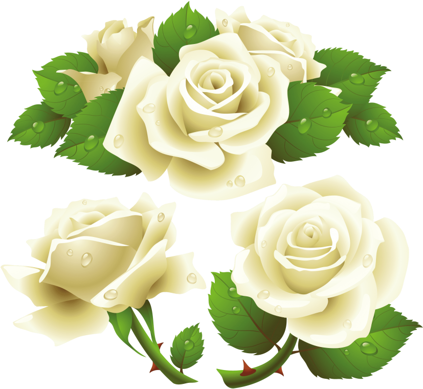 Free Png White Roses Png Images Transparent - White Roses Vector Png (850x792), Png Download
