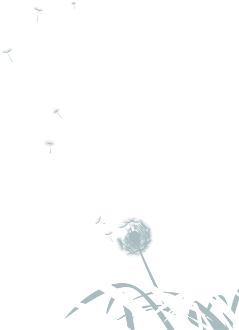 Dandelion Png Image Background - White (650x829), Png Download