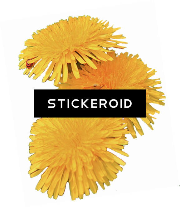 Dandelion (577x664), Png Download
