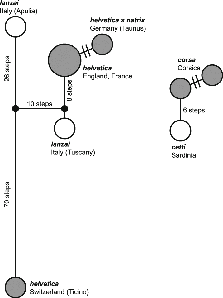 Parsimony Networks For Haplotypes Of Natrix Natrix - Common Fig (716x957), Png Download