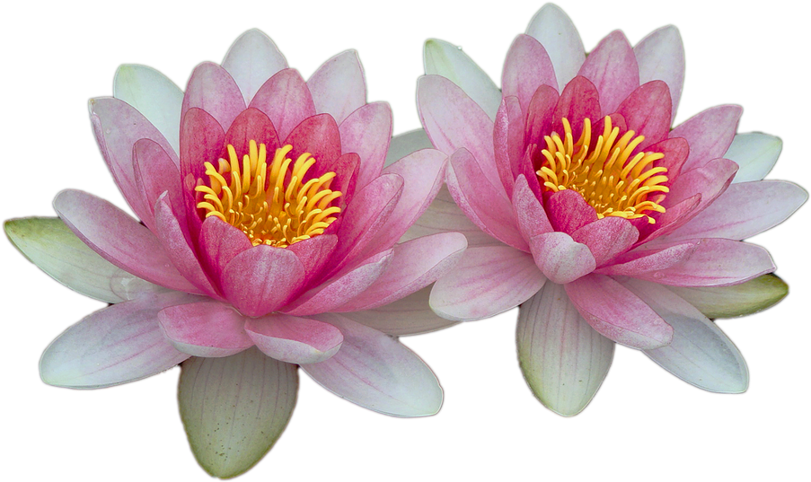Water Lilies, Pink, Pink Water Lily, Aquatic Plant - ดอกบัว Png (960x648), Png Download