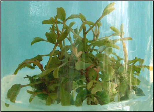 Shoots Of One Month Obtained From Adventitious Buds - Aquatic Plant (903x394), Png Download