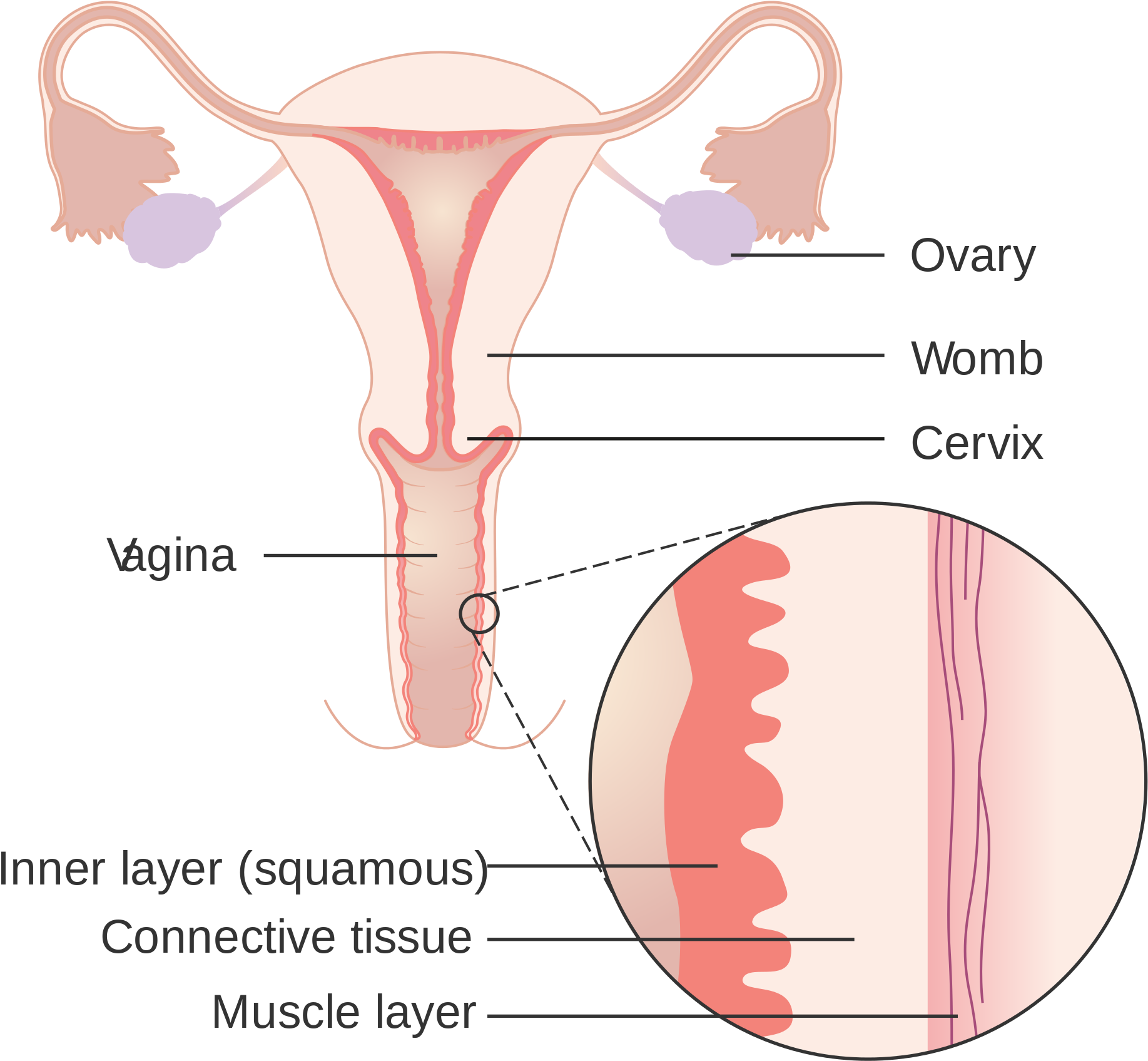 Open - Anatomy Of Vagina Wall (2000x1909), Png Download