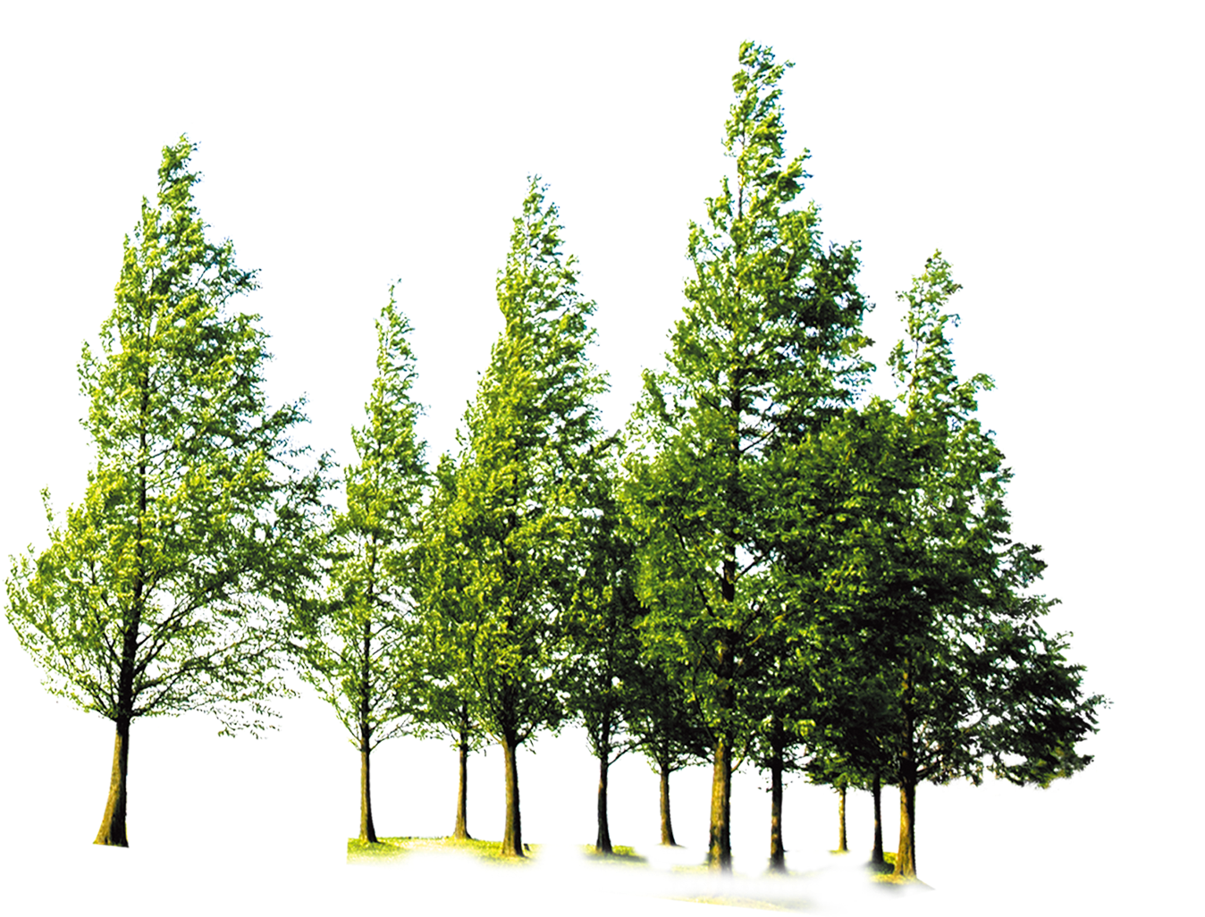 Clip Art Forest Trees Png - Png Format Trees Png (2056x1605), Png Download