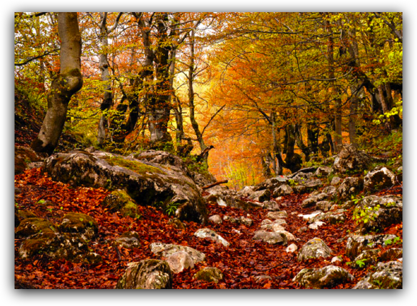 Durmitor Forest (860x632), Png Download
