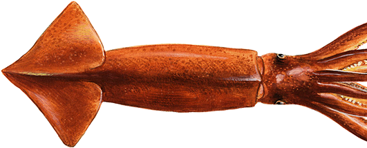 Wwf Seafood Guide Indicazioni Per Un Consumo Responsabile - Giant Squid (600x600), Png Download