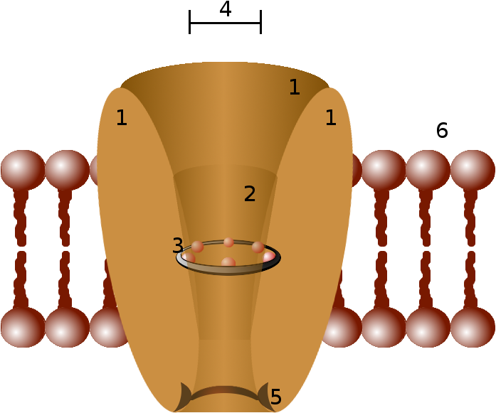Ion Channel (705x661), Png Download