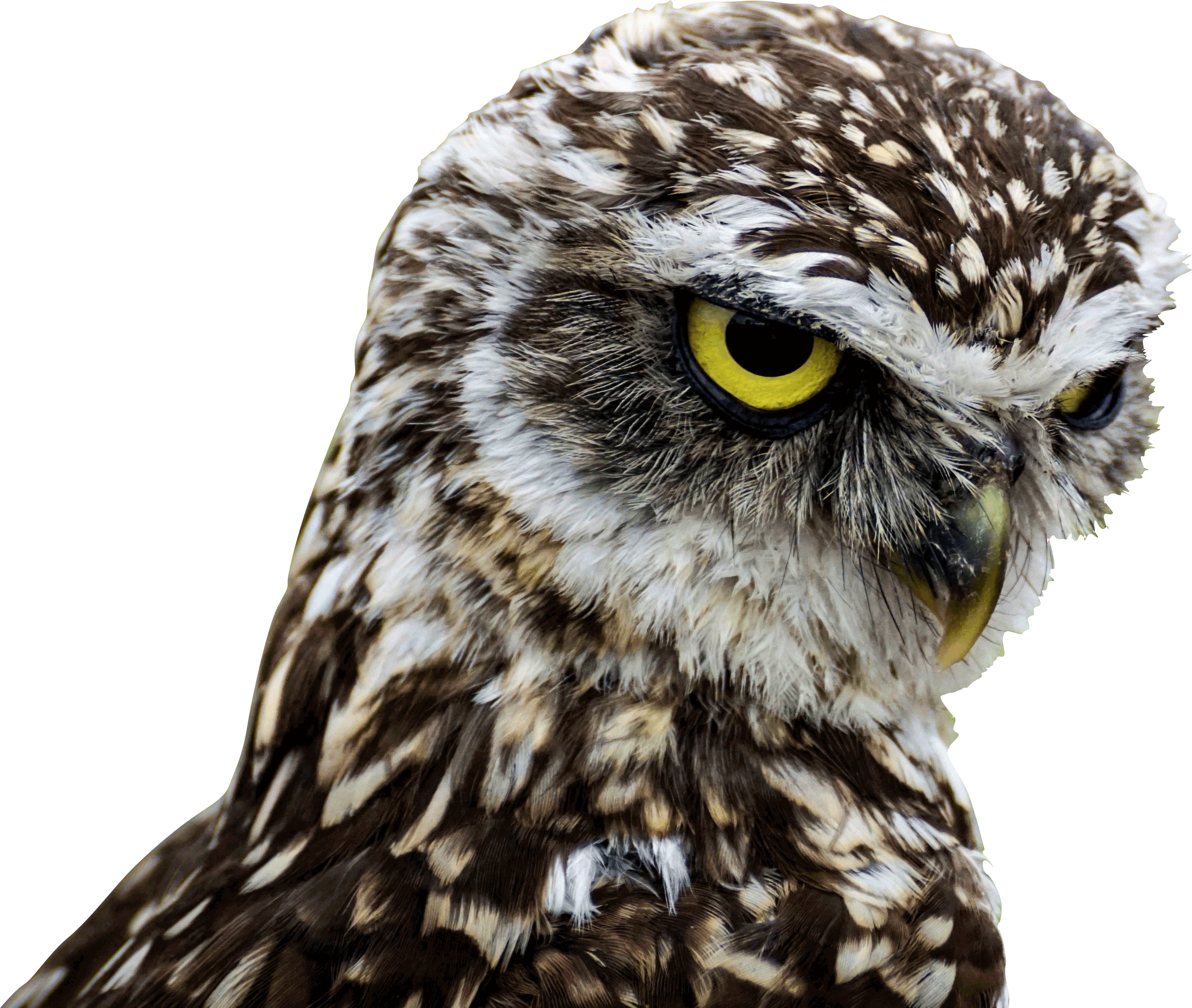 Download - Birds Of Prey Good Morning (3580x3029), Png Download