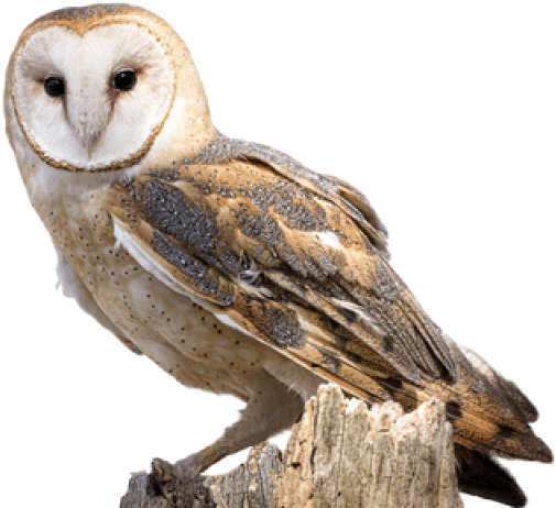 Owl Png Transparent Images - Hd Owls (640x480), Png Download