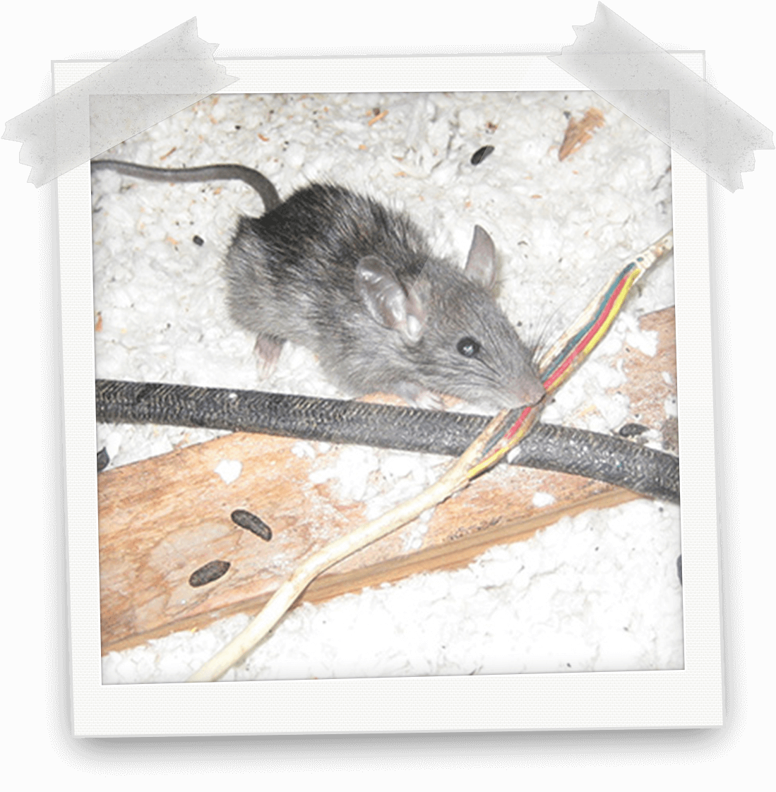 What Is Rodent / Mice / Rats - Bed Bug Bite (1099x1122), Png Download