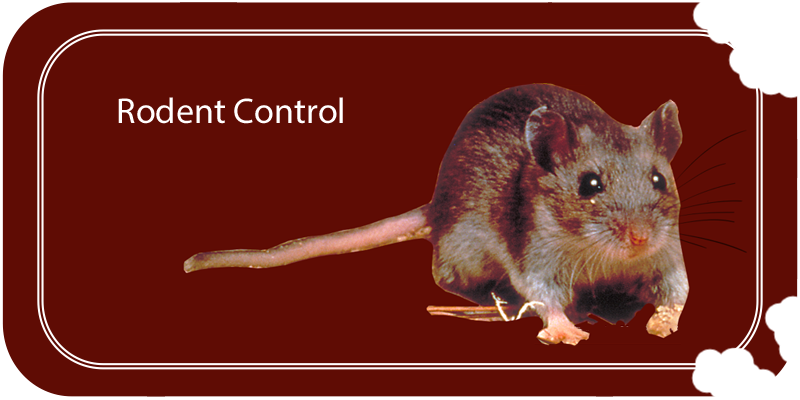 Health Department - Mouse (800x400), Png Download