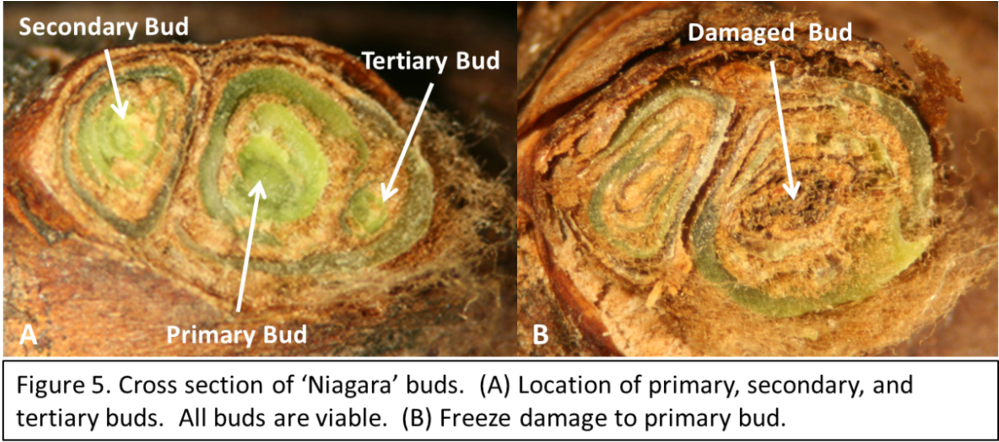 Make Several Cuts When You First Start Evaluating Buds - Medical Imaging (1000x449), Png Download