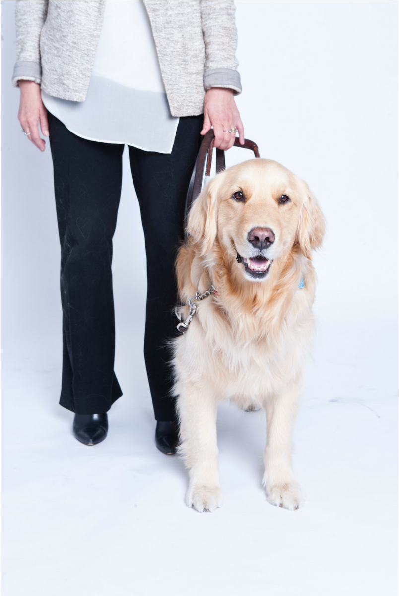 City Of Toronto On Twitter - Golden Retriever (1920x1200), Png Download