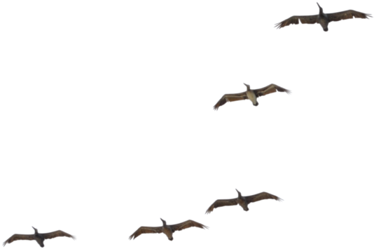 Flying Pelican Transparent Image - Flock (1009x791), Png Download