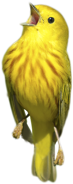 Birbo Spaghetto - Spaghetti (880x607), Png Download