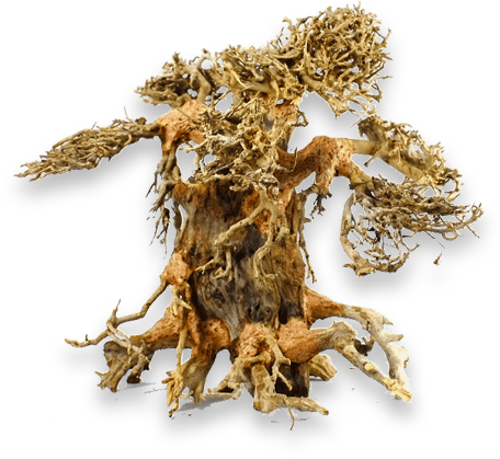 What's Bonsai Driftwood - Driftwood Bonsai Tree (456x419), Png Download