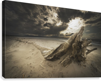 Alberta, Canada - Posterazzi Dpi1874334 Alberta, Canada - Driftwood On (429x344), Png Download