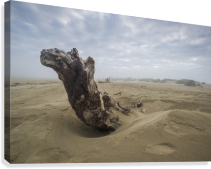 Driftwood Amongst The Dunes - Printscapes Wall Art: 18" X 12" Canvas Print With Black (429x344), Png Download