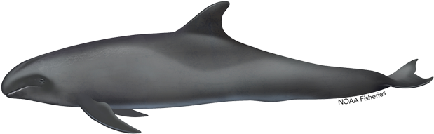 Melon Headed Whale Illustration - Illustration (640x427), Png Download