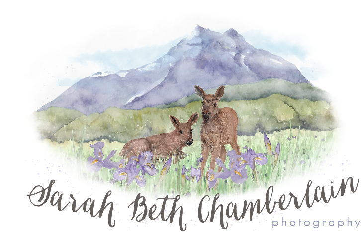 Sarah Beth - Info - Sarah Beth Chamberlain Photography (768x551), Png Download