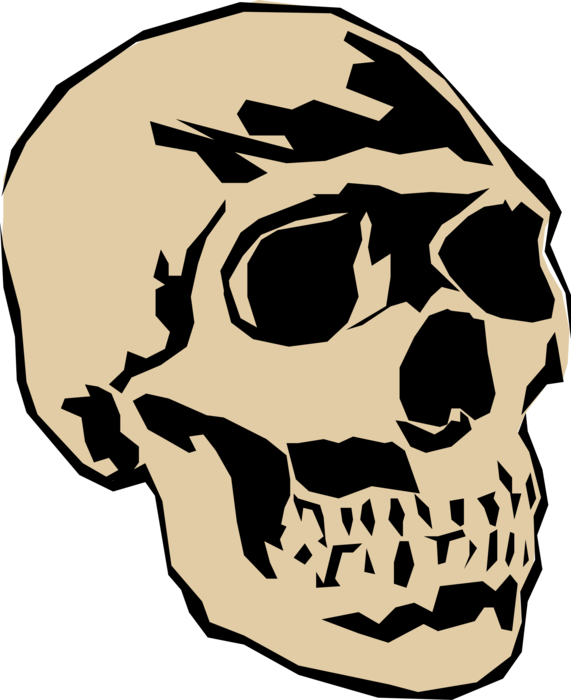 Vector Illustration Of Human Skull Head - Skull (571x700), Png Download