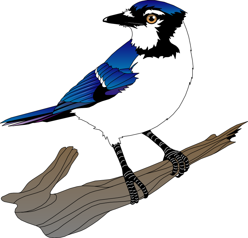 Free Vector Bird - Clip Art Blue Jay (800x766), Png Download