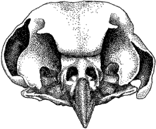 Boreal Owl Skull - Boreal Owl (378x356), Png Download