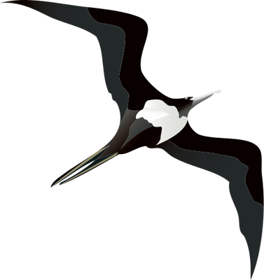 28 Collection Of Iwa Bird Drawing - Frigate Bird Drawing (377x400), Png Download