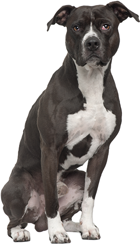 Recommended For Dog Breeds - Full Grown Black Pitsky (700x578), Png Download