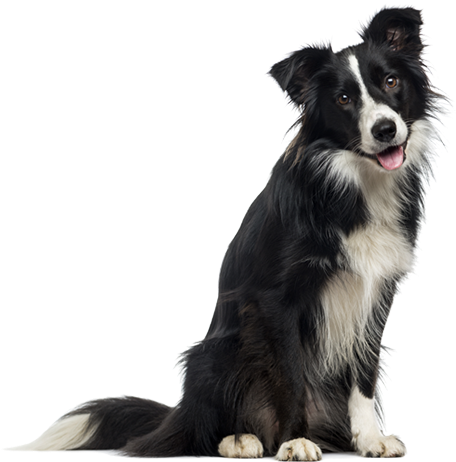 Recommended For Dog Breeds - Whitewater Wooing: Volume 4 (river's End Ranch) (700x578), Png Download