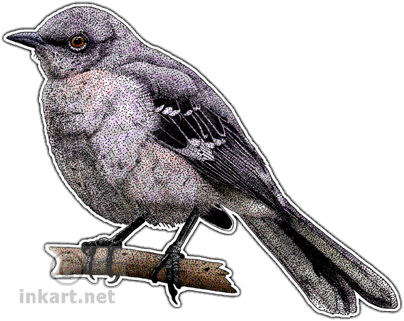 Wildlife Art Songbirds Decal - Ruby Throated Hummingbird Drawing (570x453), Png Download