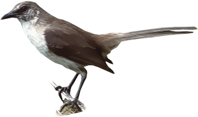 Socorro Mockingbird - Northern Mockingbird (400x400), Png Download