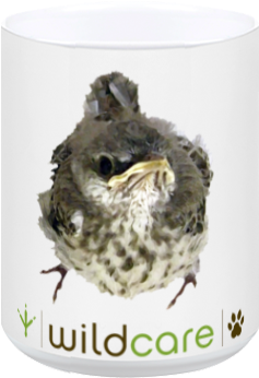 Mockingbird (384x408), Png Download